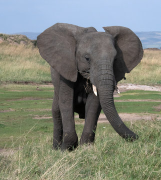 elephant in massai mara