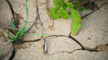 Suelo agrietado con plantas 2