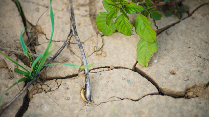 Suelo agrietado con plantas
