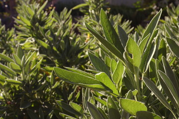 Leaves of healing sage, shone with the bright summer sun, background - blurry sage bushes in the garden