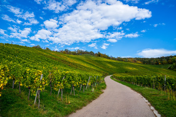 Fototapeta na wymiar Germany, Beautiful way through colorful vineyard of fellbach kappelberg near stuttgart in autumn season with blue sky