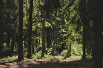 Sunny glade in a mysterious spruce forest