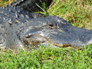Close Up of an Alligator along Tram Road Trail to Shark Valley Observation Tower in Everglades National Park in Florida
