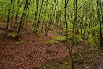 Forest path by a stream in Hungary