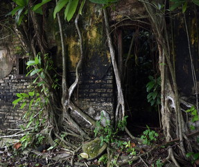 Abandoned building being overtaken by nature in Penang, Malaysia