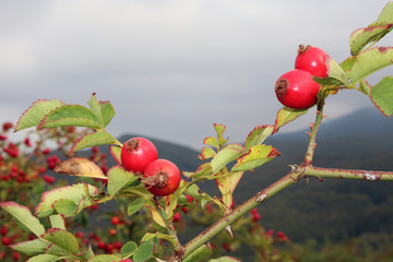 Bacche rosse di Rosa Canina con spine