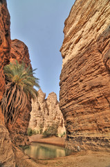 Oaza w wąwozie  zwana guelta na Saharze w Algierii