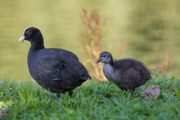 Eurasian Coot (Fulica atra)