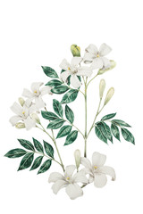 Isolated realistic botanical Orange Jasmine flowers colored pencil drawing on white background