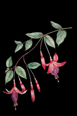 Isolated realistic Fuchsia flowers botanical colored pencil drawing on black background 