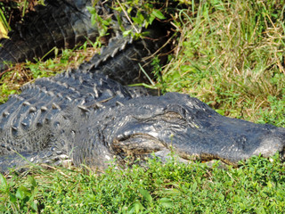 Close Up of an Alligator along Tram Road Trail to Shark Valley Observation Tower in Everglades National Park in Florida