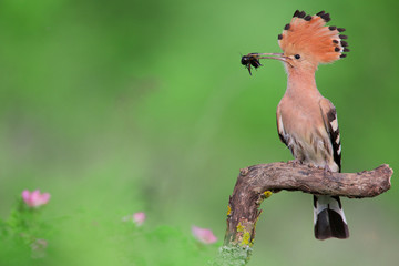 Eurasian Hoopoe or Common hoopoe (Upupa epops) © Ivan