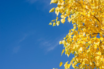 A tree with bright yellow golden leaves against a blue sky. Autumn landscape with copy space.