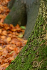 Baumstämme im Herbst