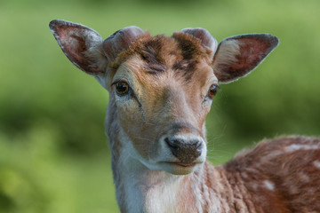 Wild fallow deer (dama dama) in nature , close up view.