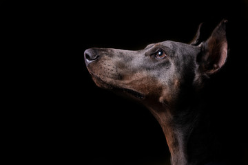 Blauer Dobermann Portrait
