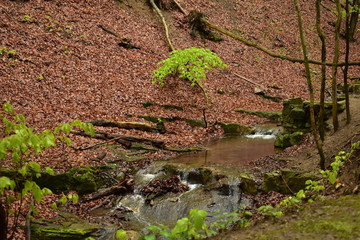 Forest path by a stream in Hungary