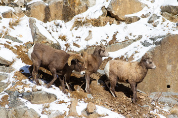 Mammals of Colorado. Colorado Rocky Mountain Bighorn Sheep