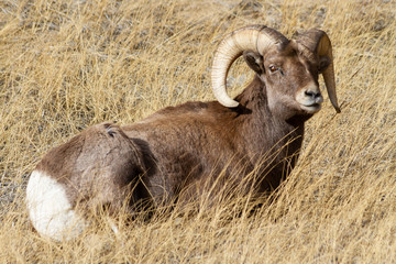 Naklejka na ściany i meble Mammals of Colorado. Colorado Rocky Mountain Bighorn Sheep
