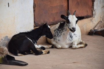 Ziegen und Hühner in einem elenden Wohngebiet in Afrika