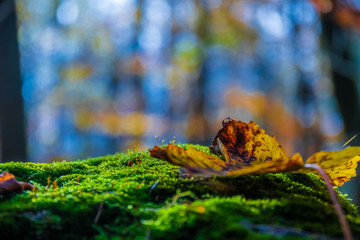 Macro photo of a golden leaf at autumn. Yellow leaves, green moss in the sunny forest. Nature background concept