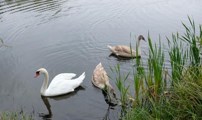 Three white swans on the lake