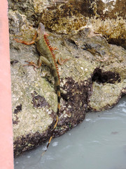 Red Iguana on the Rocks next to the Marker of the Southernmost Point in Key West, Florida