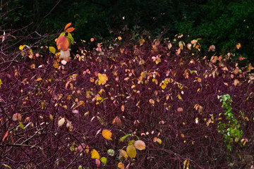 nice magenta bushes