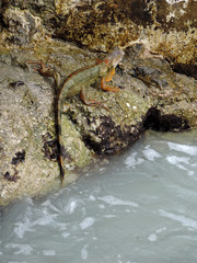 Red Iguana on the Rocks next to the Marker of the Southernmost Point in Key West, Florida