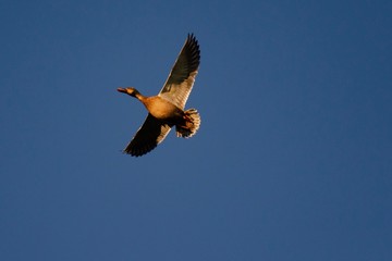 bird in flight
