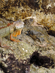 Red Iguana on the Rocks next to the Marker of the Southernmost Point in Key West, Florida
