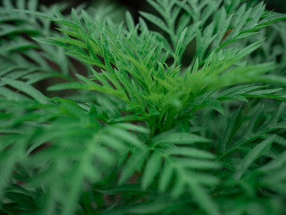Green leaf background. Marigold leaves.