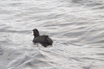 Coot in the water