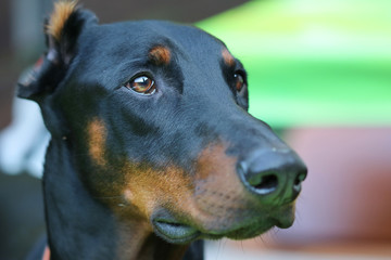 Dobermann Portrait