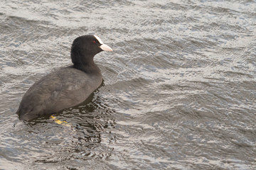 Coot in the water