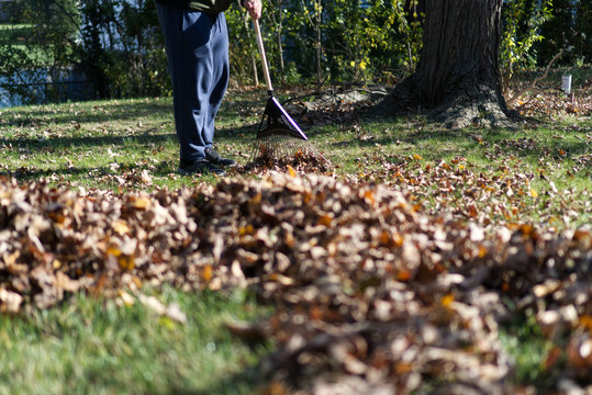 leaf raking during fall leaf pick up.