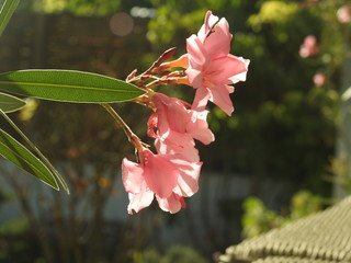 Rosa Oleander