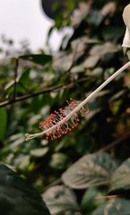 caterpillar on leaf