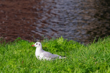 cute seagull