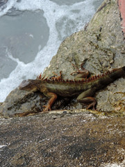 Red Iguana on the Rocks next to the Marker of the Southernmost Point in Key West, Florida