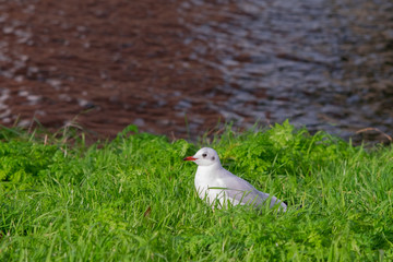 cute seagull
