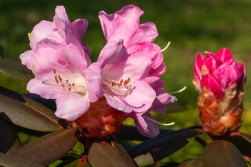 Rhododendron Hybrid