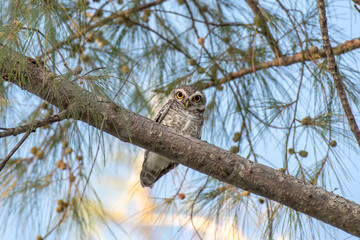 Obraz premium Spotted owlet on branch of pine tree.