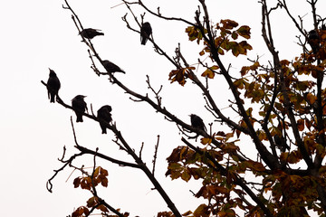 Ravens sitting on branches 