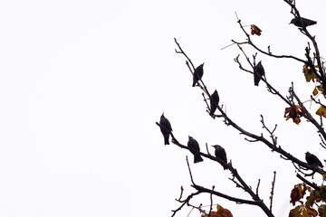 Ravens sitting on branches 