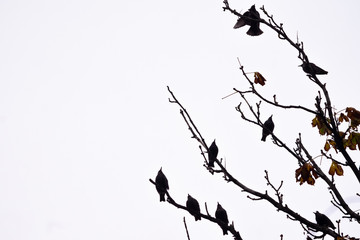 Ravens sitting on branches 