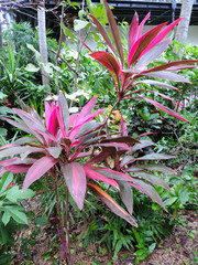 Flowers in the Garden of the Hemingway House in Key West, Florida, USA