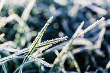 Morning dew froze on a green grass lawn and turned into frost, which shimmers in the rays of sunlight