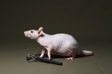 Bald decorative rat with a razor.