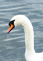 Obraz na płótnie Canvas The Swan's Head